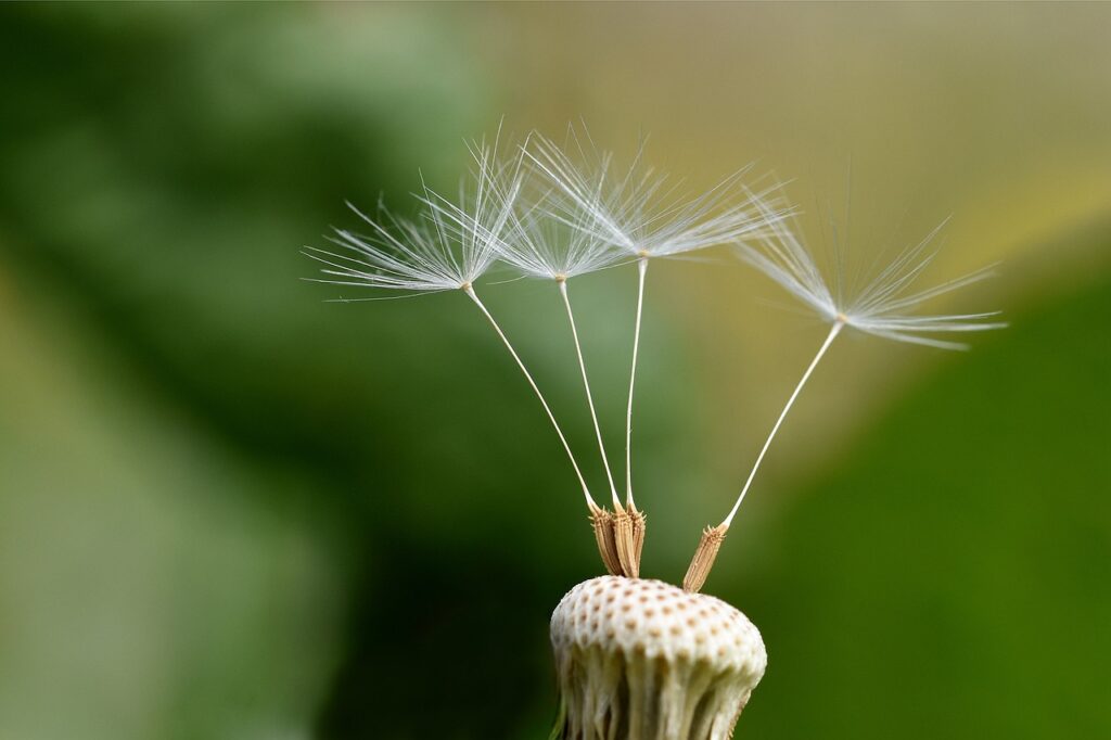 découvrez tout sur les graines : types, propriétés, bienfaits et méthodes de cultivation. apprenez à semer et à entretenir vos plantes pour un jardin florissant.