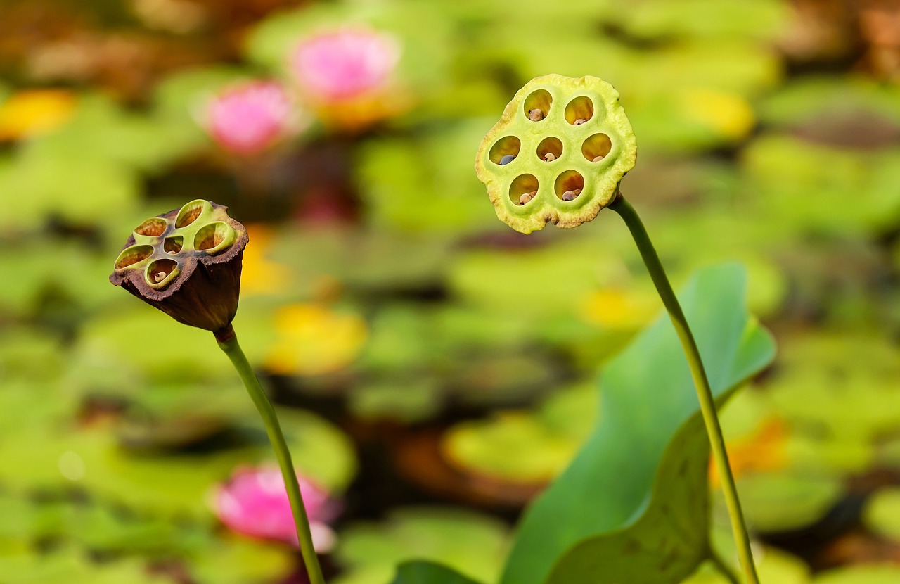 découvrez l'univers fascinant des graines, leur diversité, leurs bienfaits et comment les utiliser pour cultiver des plantes saines et abondantes dans votre jardin.